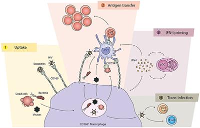 CD169+ Macrophages Capture and Dendritic Cells Instruct: The Interplay of the Gatekeeper and the General of the Immune System